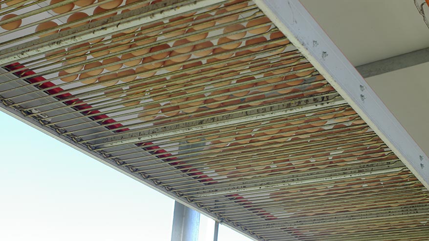 Egg conveyor belt slider image