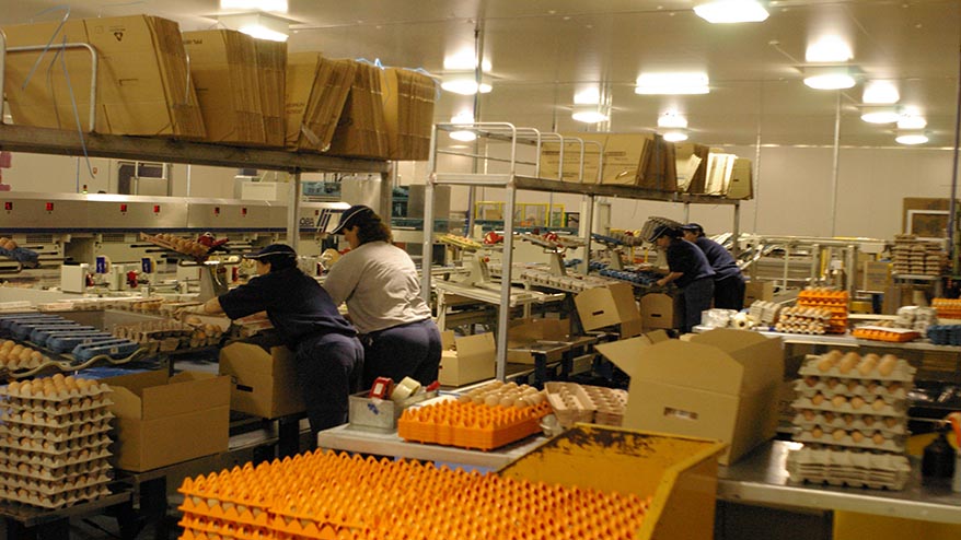 egg packing slider image